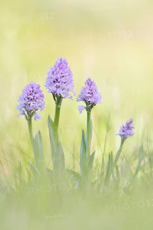A group of three-toothed orchids (Neotinea tridentata)