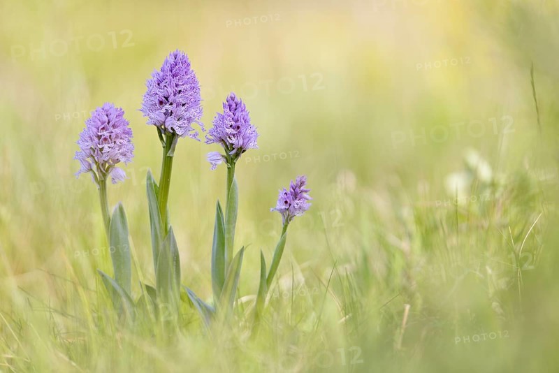 A group of three-toothed orchids (Neotinea tridentata)