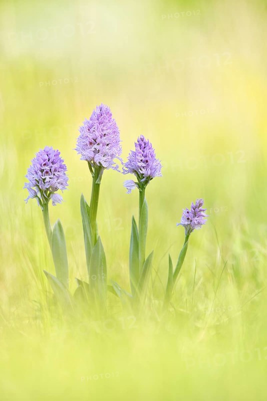 A group of three-toothed orchids (Neotinea tridentata)