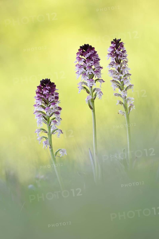 Burnt-tip orchids (Neotinea ustulata)