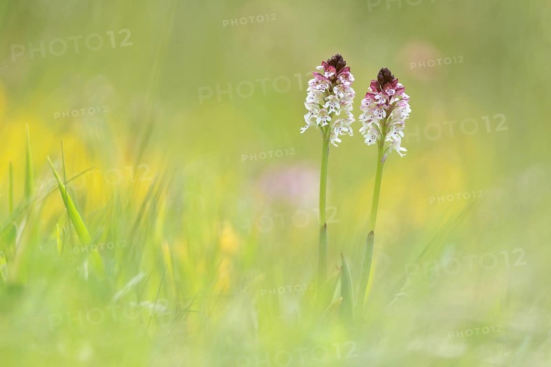 Burnt-tip orchids (Neotinea ustulata)