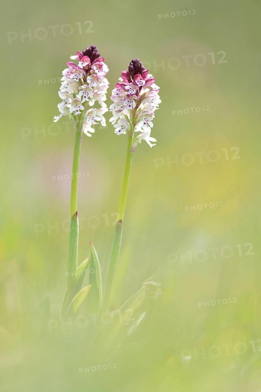 Burnt-tip orchids (Neotinea ustulata)