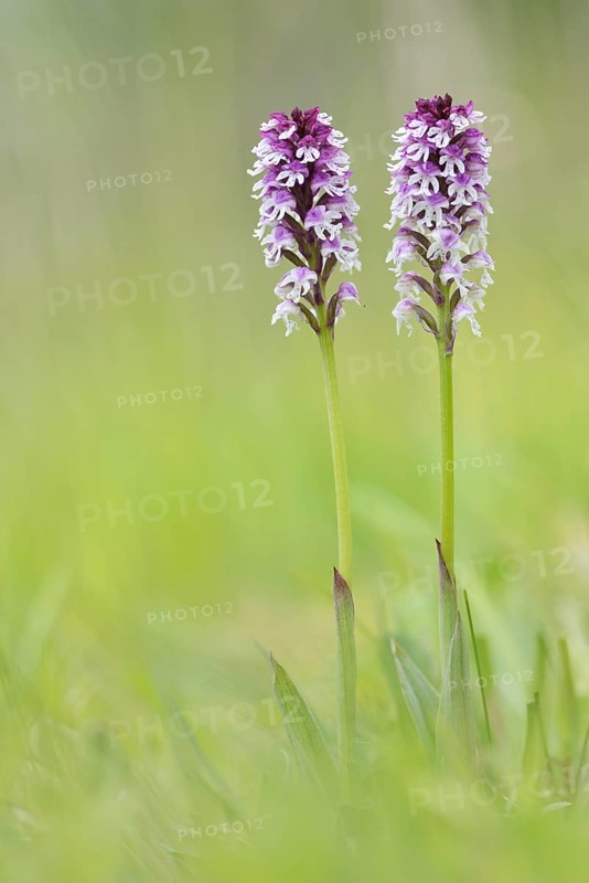 Burnt-tip orchids (Neotinea ustulata)