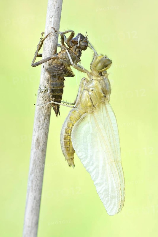 Dragonfly hatch