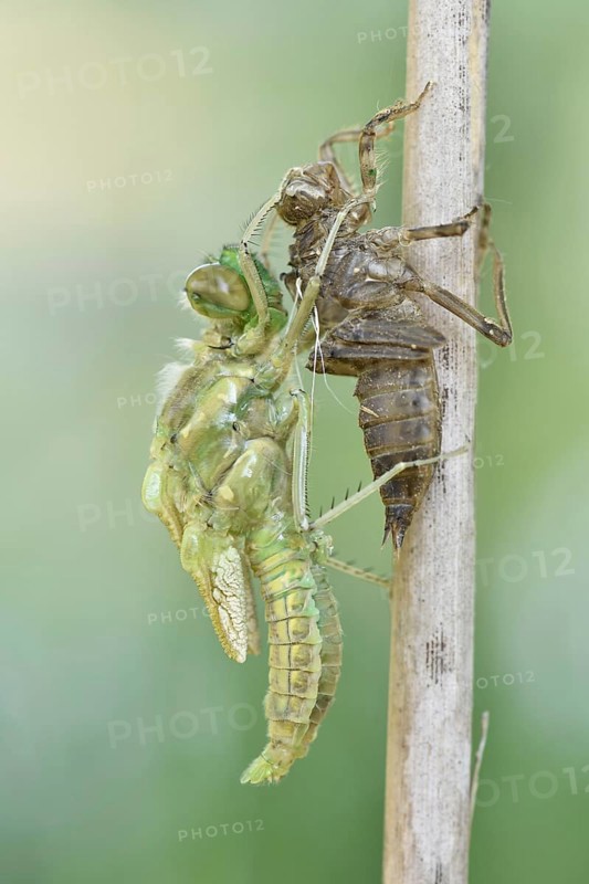 Dragonfly hatch
