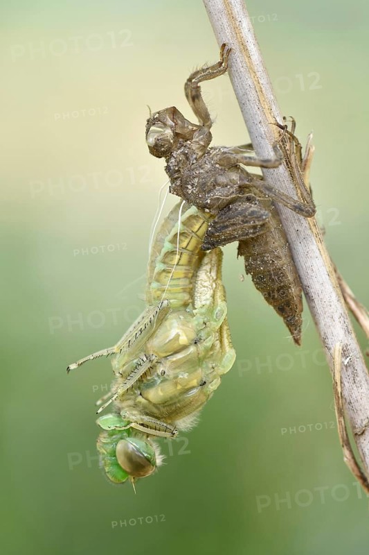 Dragonfly hatch