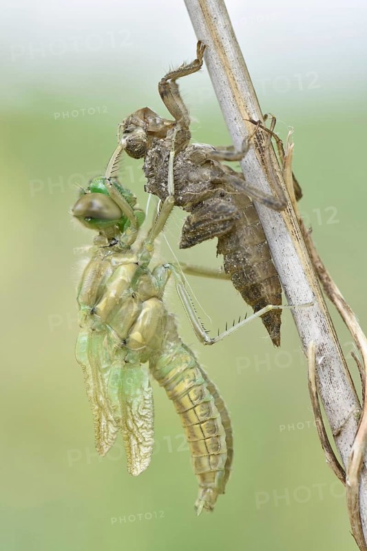 Dragonfly hatch