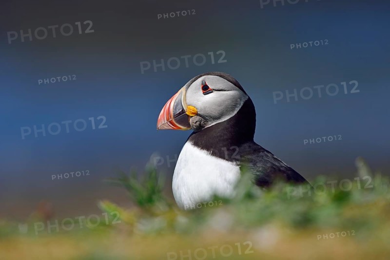 Puffin (Fratercula arctica) sitting in the grass