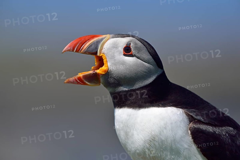 Puffin (Fratercula arctica)