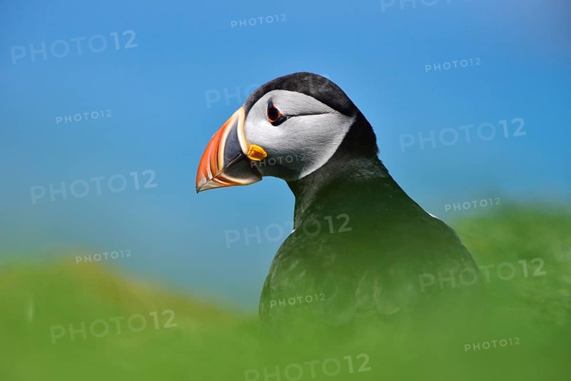 Puffin (Fratercula arctica)
