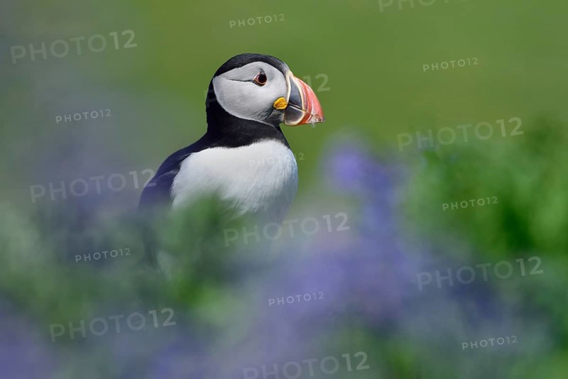 Puffin (Fratercula arctica) sitting between blue flowers
