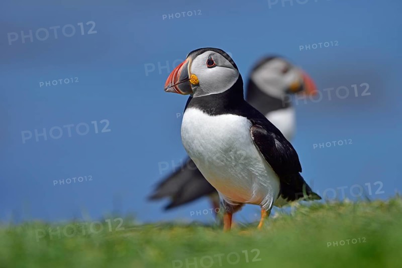 Puffin (Fratercula arctica) stand in the grass