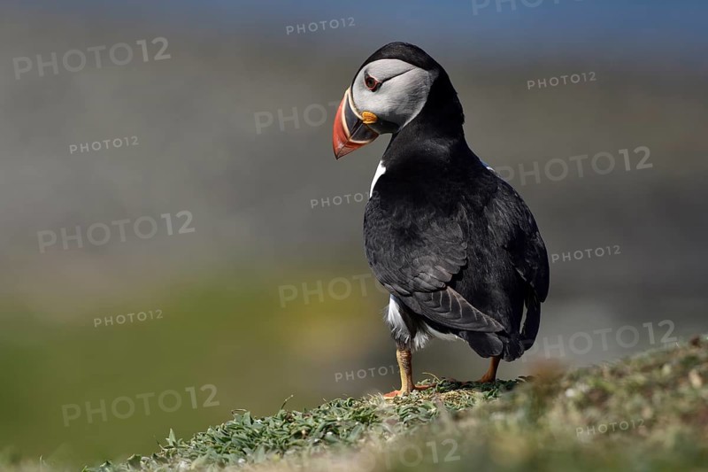 Puffin (Fratercula arctica) stands on rock