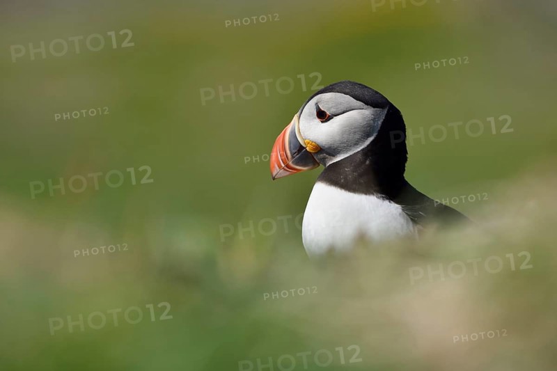 Puffin (Fratercula arctica) sitting in the grass