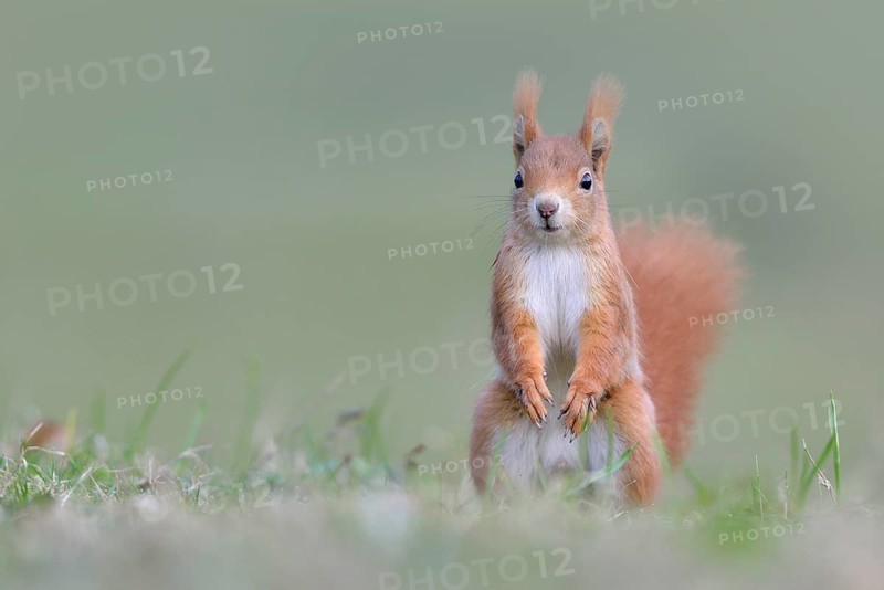 Eurasian Eurasian red squirrel (Sciurus vulgaris) makes male in a meadow