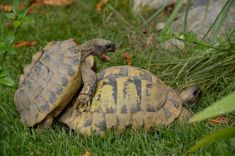Hermann's tortoise (Testudo hermanni)