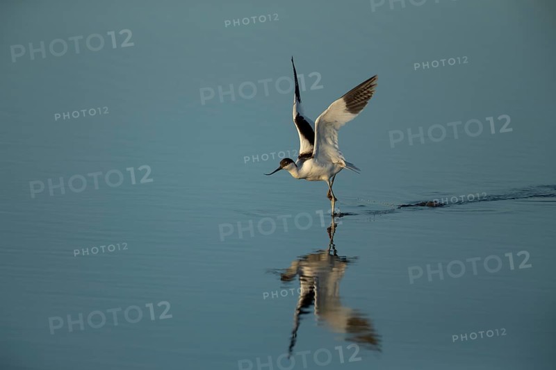 Pied avocet (Recurvirostra avosetta)