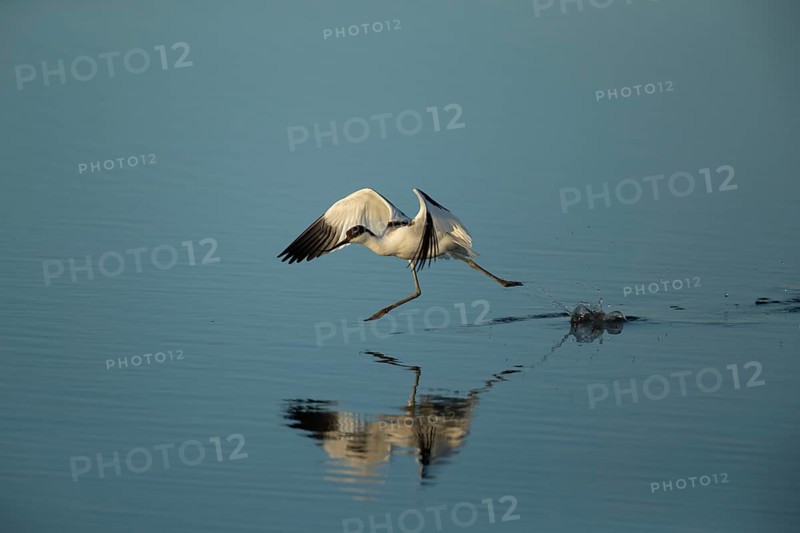 Pied avocet (Recurvirostra avosetta) running over shallow water