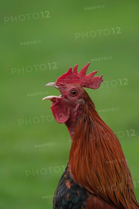 Cockerel (Gallus gallus) calling