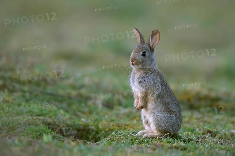 European rabbit (Oryctolagus cuniculus) juvenile stood up on hind legs