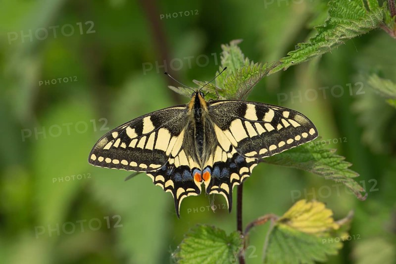 Swallowtail (Papilio machaon) resting on nettles