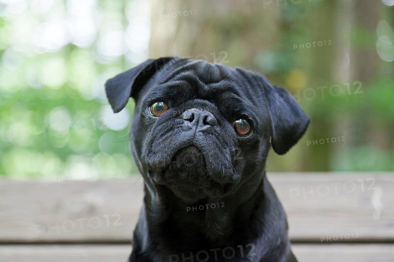 Black Pug