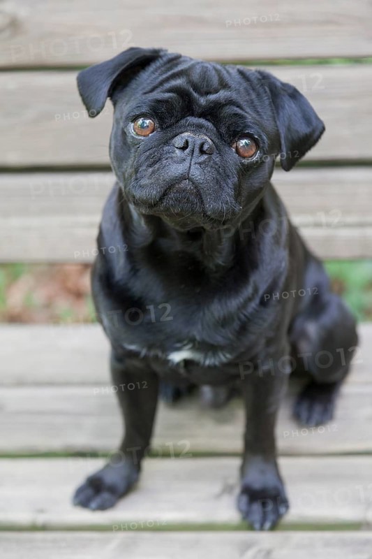 Black Pug on bench