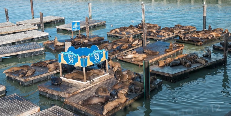 Californian Sea Lions (Zalophus californianus) at Pier 39