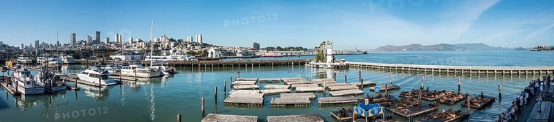 California Sea Lions (Zalophus californianus) at Pier 39 with skyline of San Francisco's Fisherman's Wharf