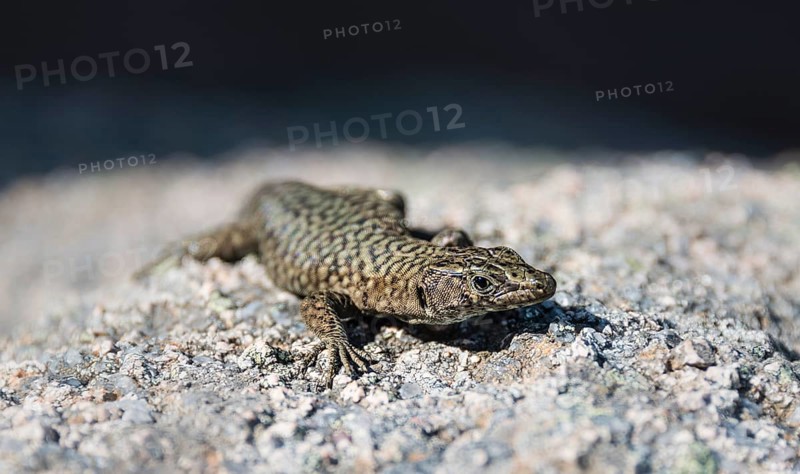 Bedriaga's rock lizard (Archaeolacerta bedriagae)
