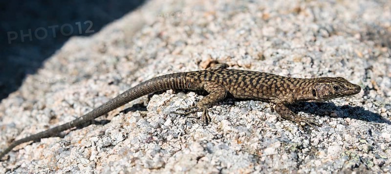 Bedriaga's rock lizard (Archaeolacerta bedriagae)