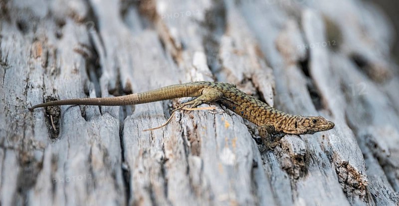 Bedriaga's rock lizard (Archaeolacerta bedriagae) on tree trunk