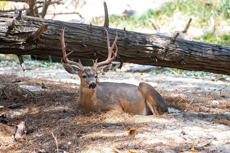 Mule deer (Odocoileus hemionus) resting on forest floor
