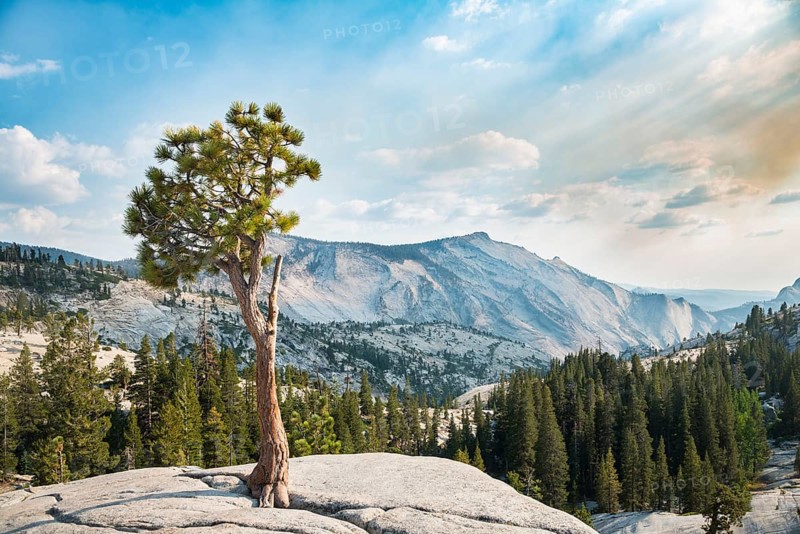Pine (Pinus sp.) tree on rocky plateau
