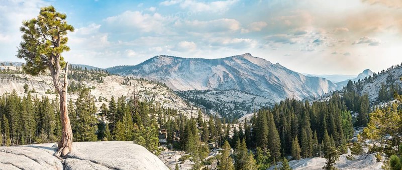 Pine (Pinus sp.) tree on rocky plateau