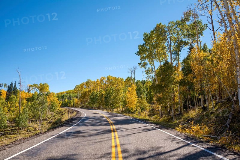 Highway 12 through autumnal aspen forest