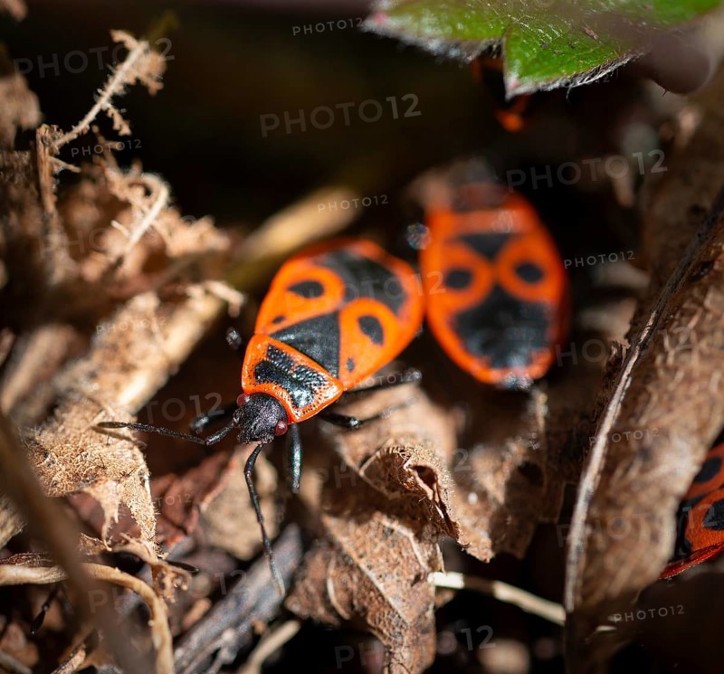 Fire bugs (Pyrrhocoris apterus) in autumn leaves
