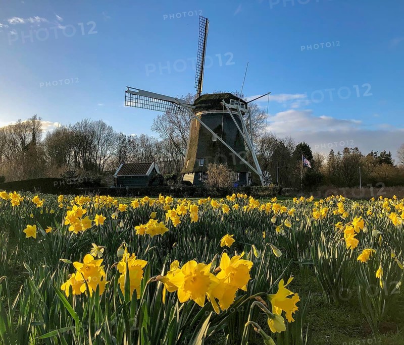 Windmill De Riekermolen with yellow wild daffodils (Narcissus pseudonarcissus)