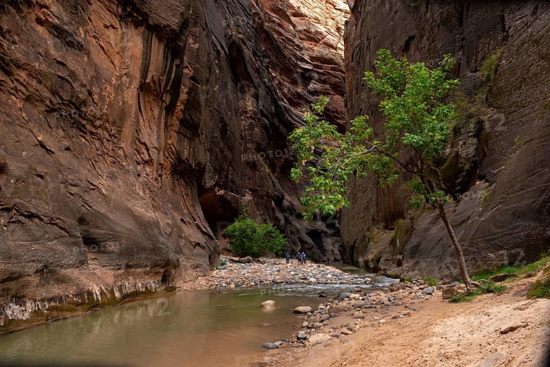 Tree in the Canyon