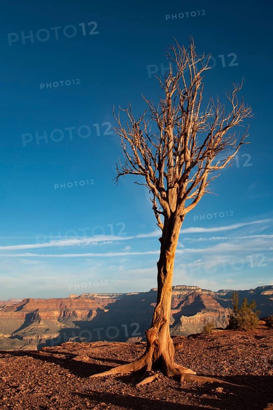 Dried tree