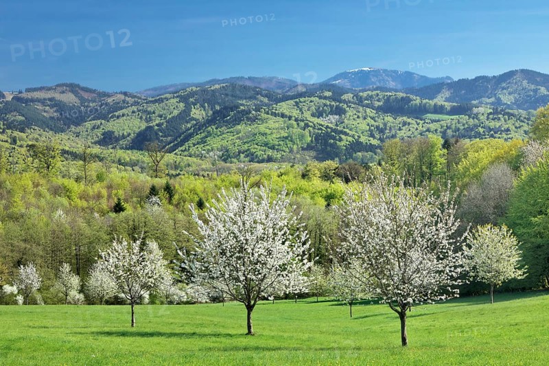 Cherry blossom near Ebringen with view to the mountain Blauen