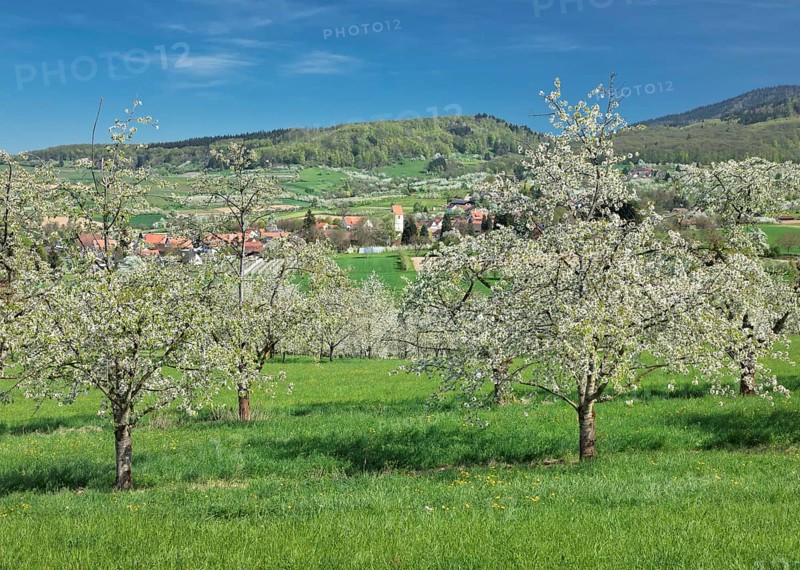 Cherry blossom in Obereggenen