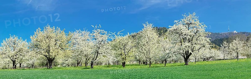 Cherry blossom near Obereggenen