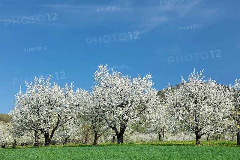 Cherry blossom near Obereggenen