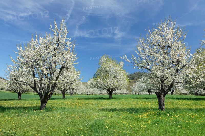 Cherry blossom near Obereggenen