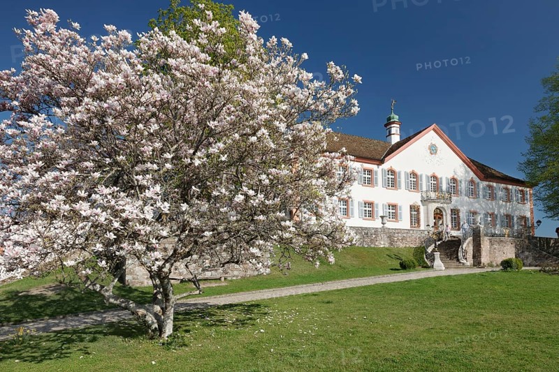 Castle Burgeln with blooming magnolia tree in spring