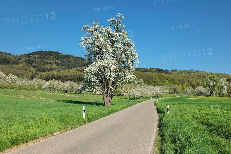Blossoming cherry tree on the country road