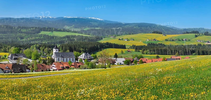 Blooming dandelion meadows with view from Breitnau to Feldberg