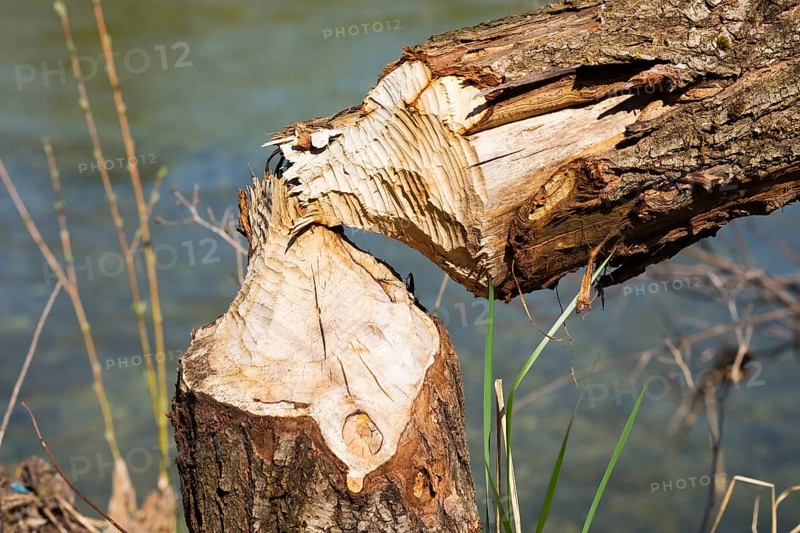 Beaver damage