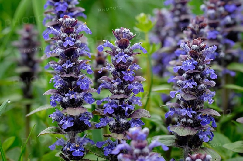 Carpet bugle (Ajuga reptans)